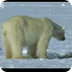 Polar Bear Hunts Beluga Whales