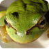 Frog vs Toad - Difference and 