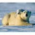 Polar Bear | Basic Facts