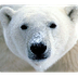 POLAR BEAR PENCILS