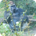 Cool Gorilla Facts