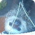 Live Sloths Animal Atlanta Zoo