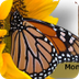 Monarch Butterfly Spring Migra