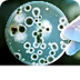 Candida Score