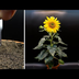 Growing Sunflower Time Lapse -