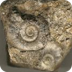 Fossils for Kids Web