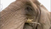 Nosing Around | Wild Kratts |