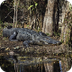 Alligator