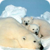 Live Scince: Polar Bears