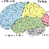 Brain Basics - 3D Model