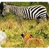 Zebras, Zebra Pictures, Zebra 