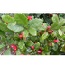 Synsepalum dulcificu