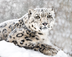 Snow leopard guide: habitat, d