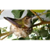 Live Animal Cams - Explore.org