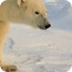 Polar Bear Description