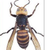 Wasps, Wasp Pictures and facts