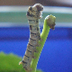 Silkworms Lifecycle