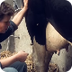 1. Filmpje: Hoe koeien melken
