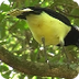 Aves del Uruguay