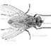 Flies — kidcyber