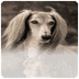 Saluki