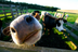 Boerderijdieren