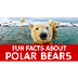 Facts about Polar Bears
