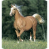 Charley horse - Wikipedia, the