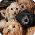 Puppy Mills : The Humane Socie
