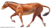 Mesohippus | fossil horse genu