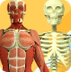 El esqueleto del cuerpo humano