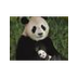 Giant Panda Baby Boom -- Natio
