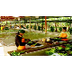 Producción peruana de banano y