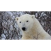 polar bear | Basic Facts About