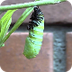 caterpillar turns into pupa