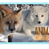 Arctic Fox and Red Fox