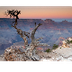 Arizona Pictures and Facts
