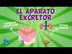 EL APARATO EXCRETOR | Videos E
