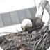 Bald Eagle Webcam Highlights