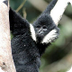 White-cheeked Gibbon - Hylobat