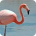 Flamingo Webcam