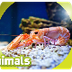 Shrimp | AMAZING ANIMALS - You