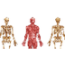 Esquelets i músculs humans