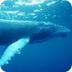 Chant des baleines avec musiqu
