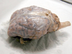 Sheep Brain Dissection
