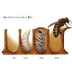 Life cycle of Bees - Biology F
