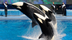 SeaWorld Agrees To End Captive