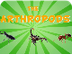 The Arthropods | Video
