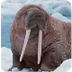 Walrus 