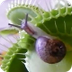 Snail - Venus flytrap